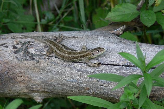 Taubergießen, August 2006 044.jpg - Weibliche Zauneidechse (Lacerta agilis)